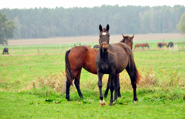 Jhrlingsstuten im Gestt Schplitz im Oktober 2016 - rechts: Stute v. Kostolany u.d. Kaiserspiel - Foto: Beate Langels -
Trakehner Gestt Hmelschenburg