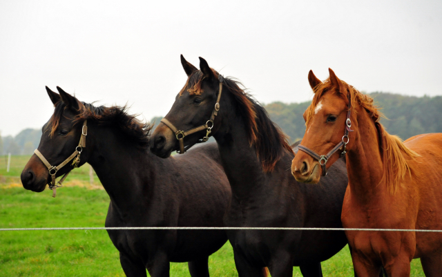 Jhrlingsstuten im Gestt Schplitz im Oktober 2016  - Foto: Beate Langels -
Trakehner Gestt Hmelschenburg