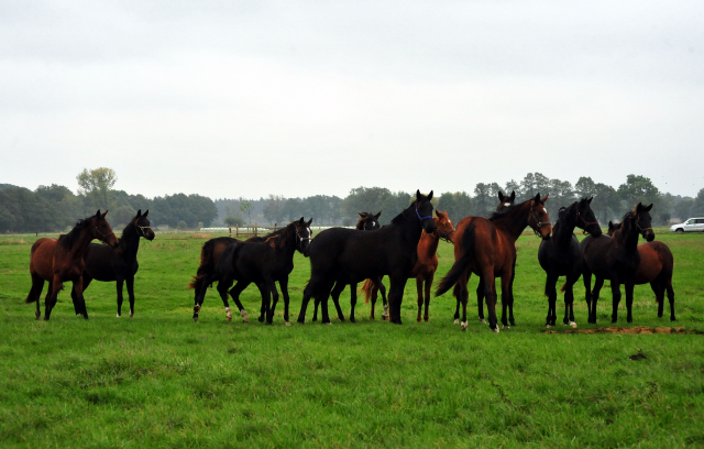 Jhrlingsstuten im Gestt Schplitz im Oktober 2016  - Foto: Beate Langels -
Trakehner Gestt Hmelschenburg