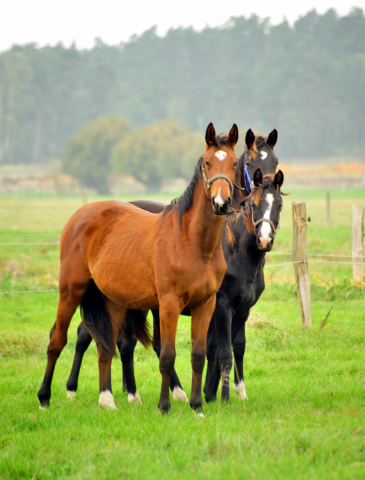 Jhrlingsstuten im Gestt Schplitz im Oktober 2016  - Foto: Beate Langels -
Trakehner Gestt Hmelschenburg