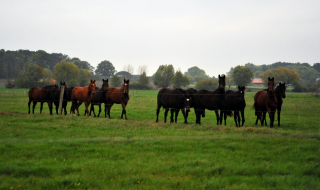 Jhrlingsstuten im Gestt Schplitz im Oktober 2016  - Foto: Beate Langels -
Trakehner Gestt Hmelschenburg
