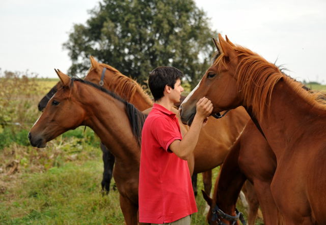 Jhrlingsstuten in Schplitz - copyright Beate Langels, Trakehner 
Gestt Hmelschenburg