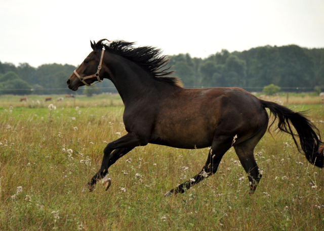 Karmencita v. Inserburg x Freudenfest - copyright Beate Langels, Trakehner 
Gestt Hmelschenburg