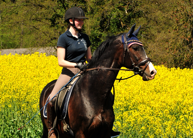 Trakehner Hengst SHAVALOU v. Freudenfest - Foto: Beate Langels - Trakehner Gestt Hmelschenburg