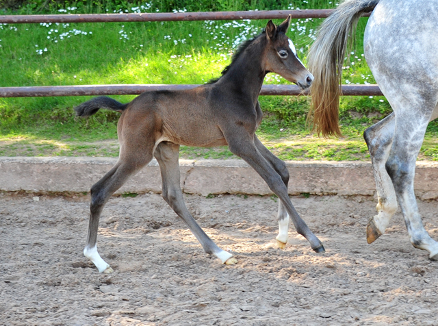 Trakehner Flly by. Saint Cyr out of Pr.A. TeaCup by Exclusiv- Foto: Beate Langels - Trakehner Gestt Hmelschenburg