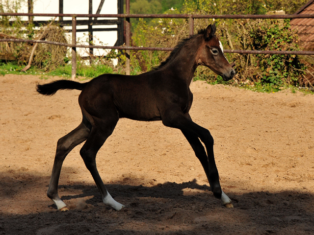 Trakehner Flly by. Saint Cyr out of Pr.A. TeaCup by Exclusiv- Foto: Beate Langels - Trakehner Gestt Hmelschenburg