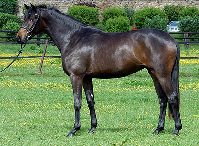 Stutfohlen by Freudenfest out of Pr.St. Sacre Noir by Kostolany