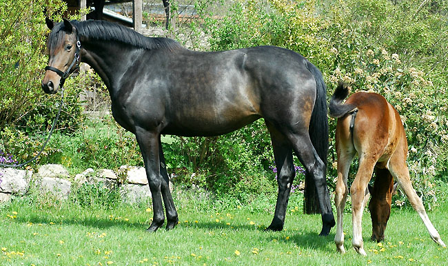 Sacre du printemps v. Freudenfest u.d. Pr.St. Sacre Noir v. Kostolany - Upan la Jarthe AA