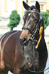 Sacre du printemps - 3year old mare by Freudenfest - Kostolany - Upan la Jarthe AA, Foto: Ulrike Sahm