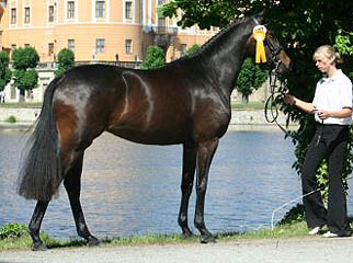 Sacre du printemps - 3year old mare by Freudenfest - Kostolany - Upan la Jarthe AA, Foto: Ulrike Sahm