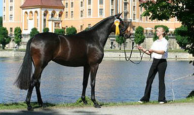 Sacre du printemps by Freudenfest out of Pr.St. Sacre Noir by Kostolany - Upan la Jarthe AA, Foto: Ulrike Sahm
