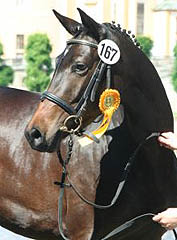 Sacre du printemps - - 3year old mare by Freudenfest - Kostolany - Upan la Jarthe AA, Foto: Ulrike Sahm