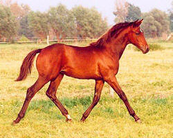 Filly by Manhattan out of premium-mare Sacre Noir by Kostolany