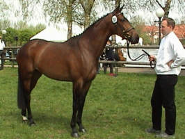 Sacre Schwalbe v. Manhattan out of premium-mare Sacre Noir by Kostolany, Foto: Karim Esmailzadeh