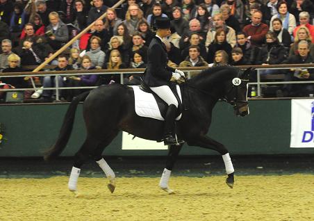 Trakehner Prmienhengst SAINT CYR v. Kostolany u.d. Elitestute Schwalbenspiel v. Exclusiv - Foto: Dr. Peter Richterich