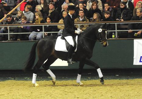 Trakehner Prmienhengst SAINT CYR v. Kostolany u.d. Elitestute Schwalbenspiel v. Exclusiv - Foto: Dr. Peter Richterich