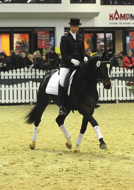 Trakehner Prmienhengst SAINT CYR v. Kostolany u.d. Elitestute Schwalbenspiel v. Exclusiv - Foto: Dr. Peter Richterich