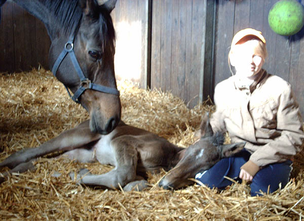 Trakehner Stutfohlen von Kostolany - Sir Shostakovich xx - Enrico Caruso