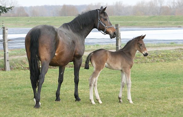 Salsa v. Kostolany - Sir Shostakovich xx - 11 Tage alt, Foto: Lune Jancke