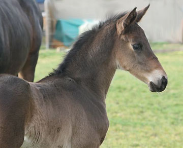 Salsa - 11 Tage alt, Foto: Lune Jancke