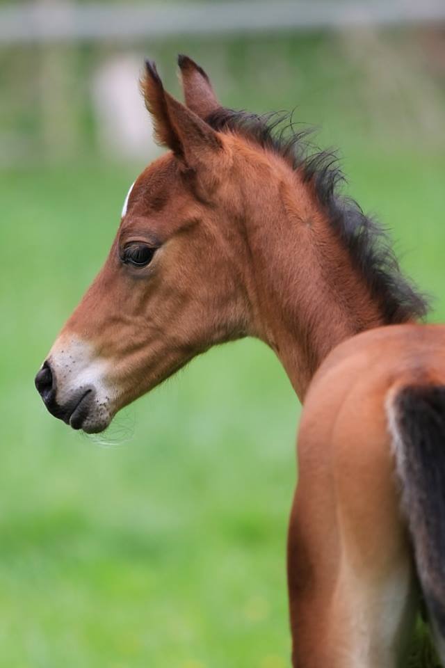 Hengstfohlen von Oliver Twist u.d. Hommage v. Goldschmidt
 - Foto: Stephan Bischhoff - Gestt Hmelschenburg