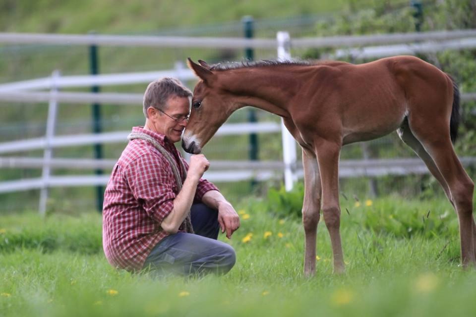 Hengstfohlen von Oliver Twist u.d. Hommage v. Goldschmidt
 - Foto: Stephan Bischhoff - Gestt Hmelschenburg