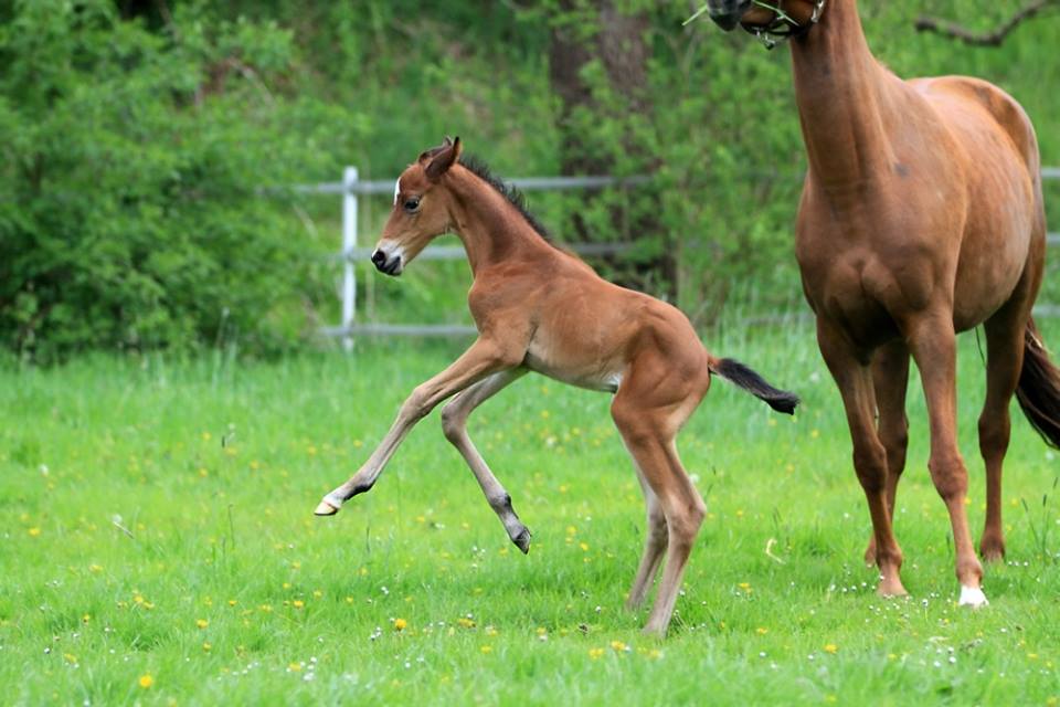Hengstfohlen von Oliver Twist u.d. Hommage v. Goldschmidt
 - Foto: Stephan Bischhoff - Gestt Hmelschenburg