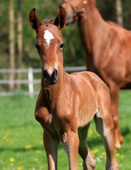 Hengstfohlen von Oliver Twist u.d. Hommage v. Goldschmidt - Foto: Stephan Bischhoff