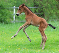 Hengstfohlen von Oliver Twist u.d. Hommage v. Goldschmidt - Foto: Stephan Bischhoff