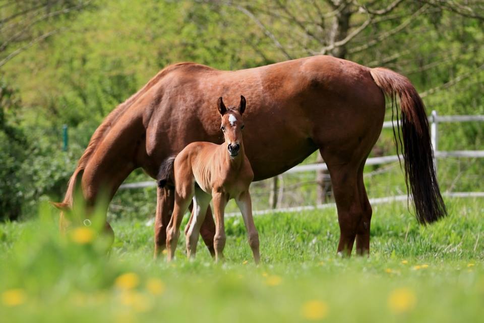 Hengstfohlen von Oliver Twist u.d. Hommage v. Goldschmidt
 - Foto: Stephan Bischhoff - Gestt Hmelschenburg