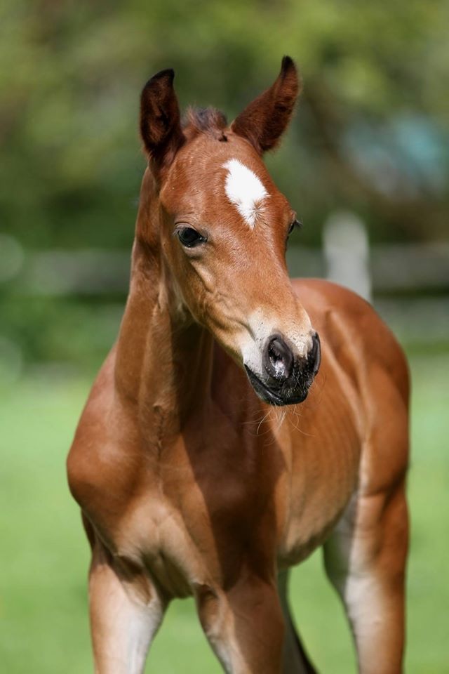 Hengstfohlen von Oliver Twist u.d. Hommage v. Goldschmidt
 - Foto: Stephan Bischhoff - Gestt Hmelschenburg