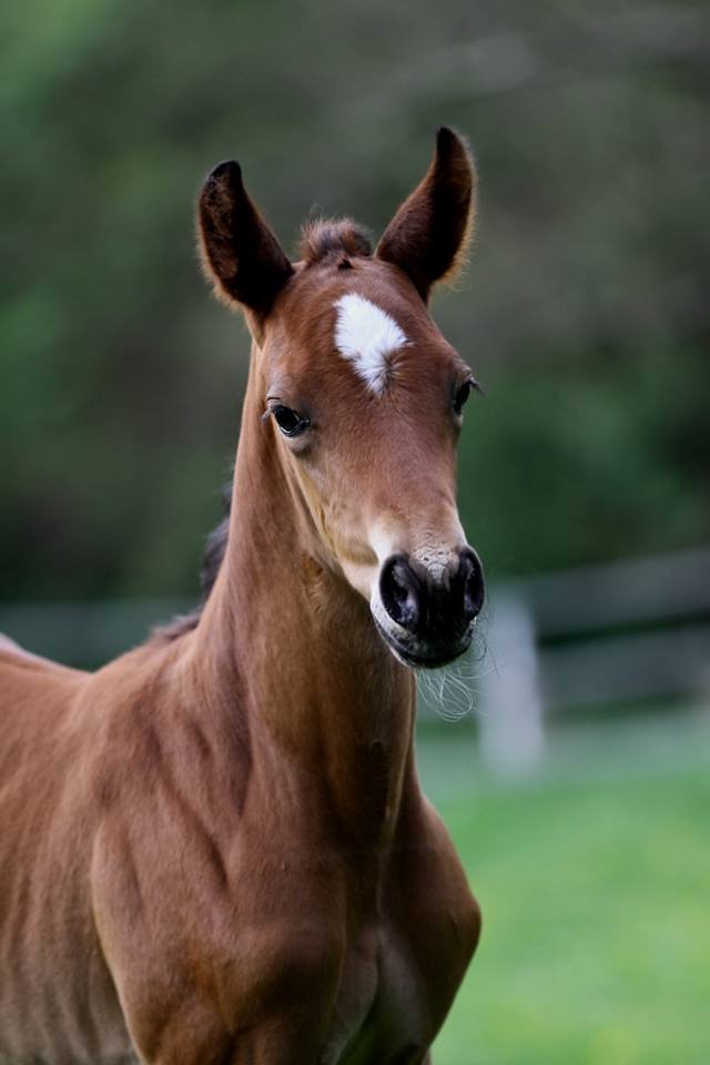 Hengstfohlen von Oliver Twist u.d. Hommage v. Goldschmidt
 - Foto: Stephan Bischhoff - Gestt Hmelschenburg
