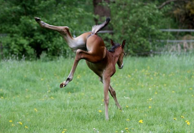 Hengstfohlen von Oliver Twist u.d. Hommage v. Goldschmidt
 - Foto: Stephan Bischhoff - Gestt Hmelschenburg