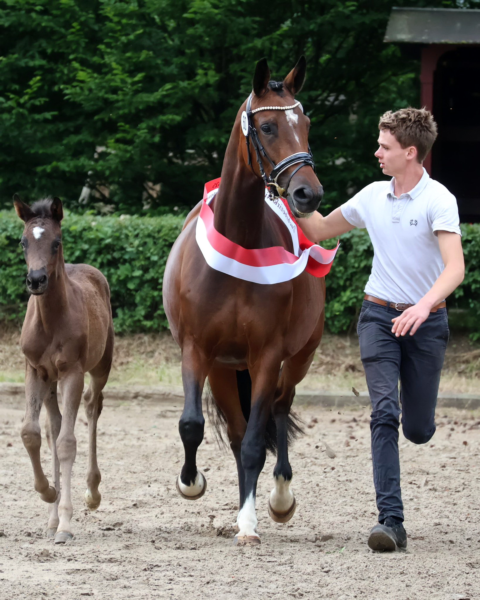 Impressionen - Juni 2025 - Trakehner Gestt Hmelschenburg  - Foto: Beate Langels