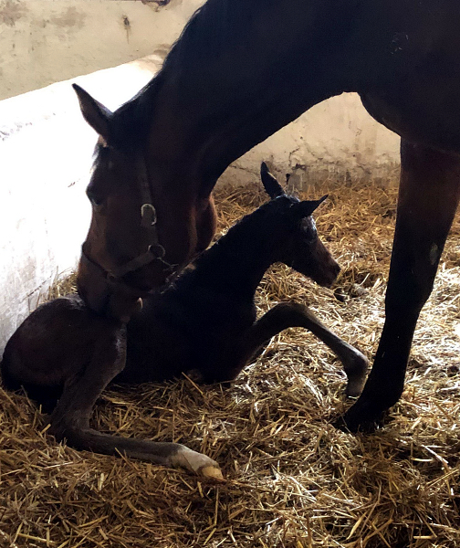 Trakehner Filly by Schpitzer out of Pr.A. Schwalbe's Beauty by High Motion - Foto: Beate Langels