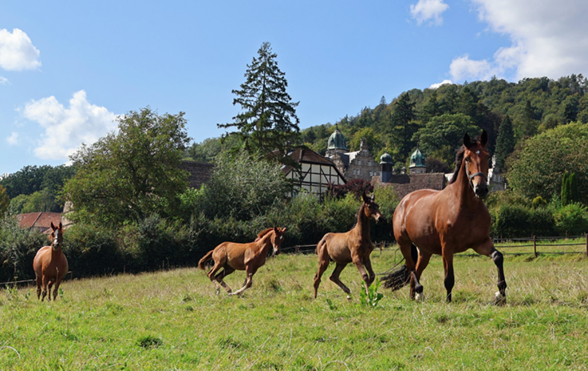 Klassic Motion mit Tochter Klassic's Aurora und Kalena mit ihrem Ziehsohn von Preuen Party und der Elitestute Kavalou im September 2024 - Foto Sabine Beyer - Trakehner Gestt Hmelschenburg