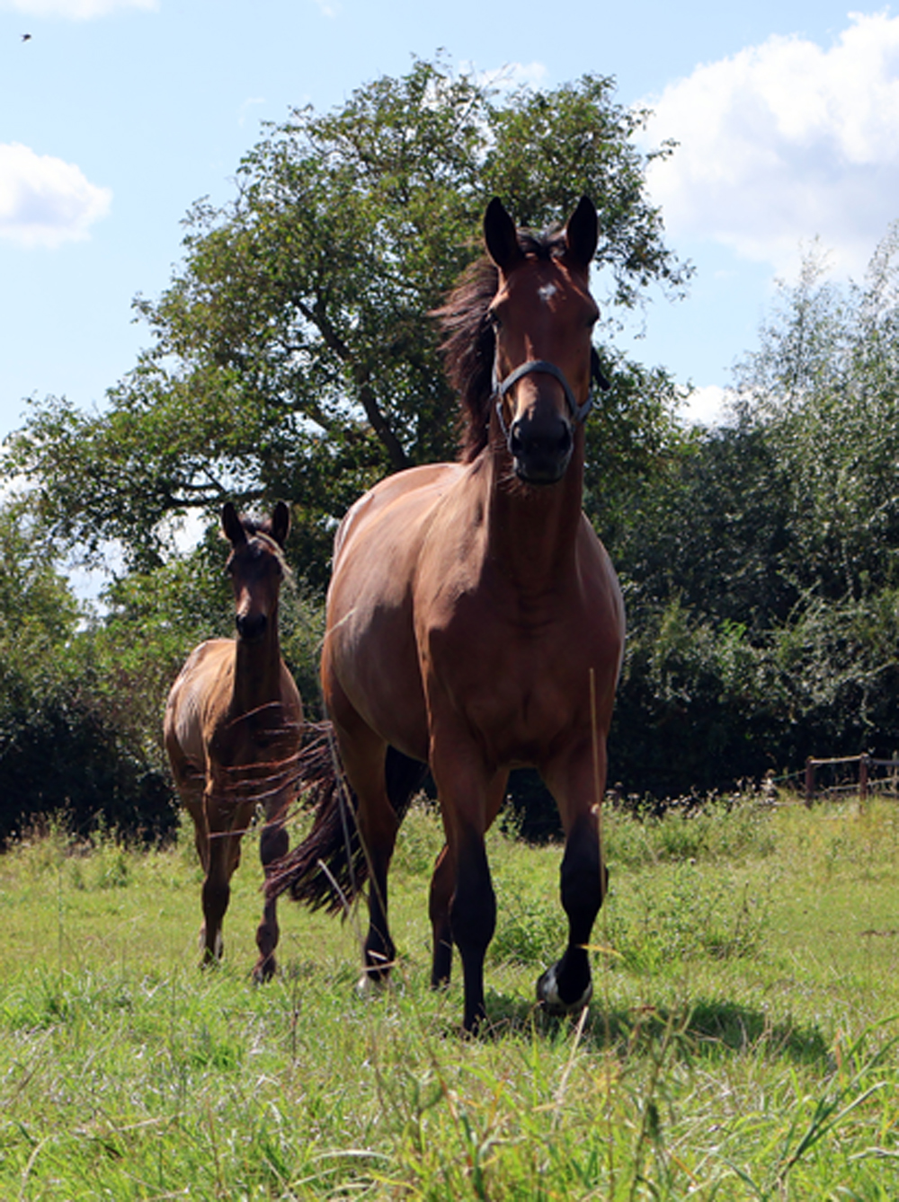 Kalena mit ihrem Ziehsohn von Preuen Party und der Elitestute Kavalou im September 2024 - Foto Sabine Beyer - Trakehner Gestt Hmelschenburg