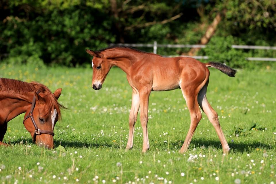 Hengstfohlen von Oliver Twist u.d. Hommage v. Goldschmidt
 - Foto: Stephan Bischhoff - Gestt Hmelschenburg