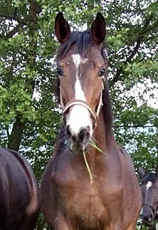 Giavedia von Glcksruf y Saint Cyr - Foto: Sabine Bayer