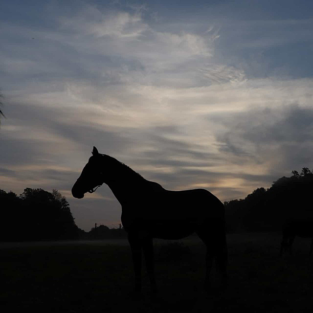 Giavedia von Glcksruf y Saint Cyr - Foto: Sabine Bayer