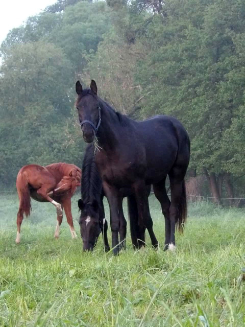 Jhrlinge und Zweijhrige Stuten - Foto: Sabine Bayer