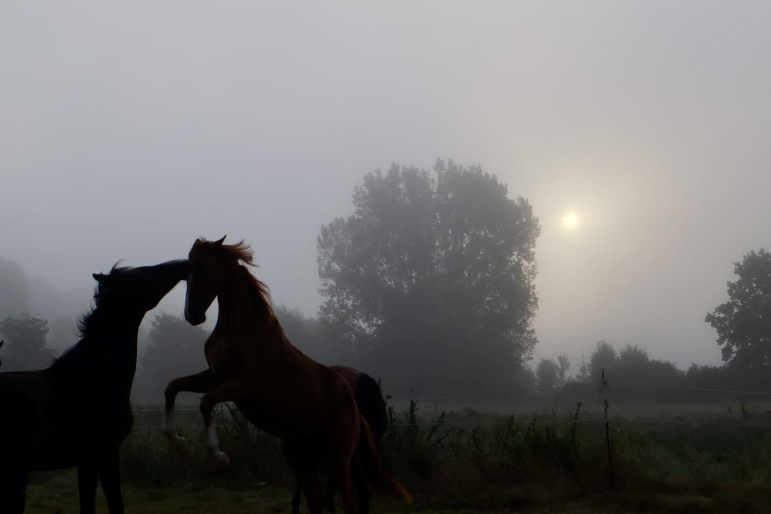 Auf der Stutenkoppel in Hmelschenburg am 13. September 2024 - Foto Sabine Beyer - Trakehner Gestt Hmelschenburg