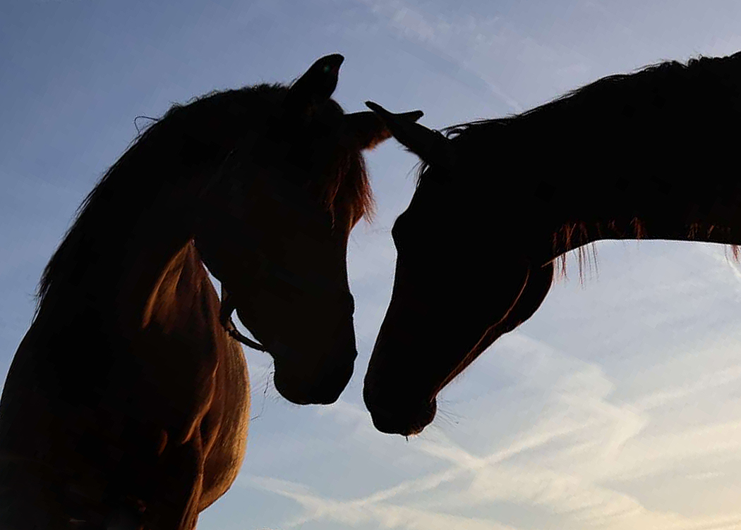 Auf der Stutenkoppel in Hmelschenburg am 14. September 2024 - Foto Sabine Beyer - Trakehner Gestt Hmelschenburg