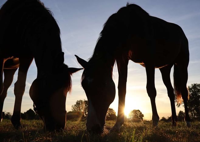 Auf der Stutenkoppel in Hmelschenburg am 14. September 2024 - Foto Sabine Beyer - Trakehner Gestt Hmelschenburg