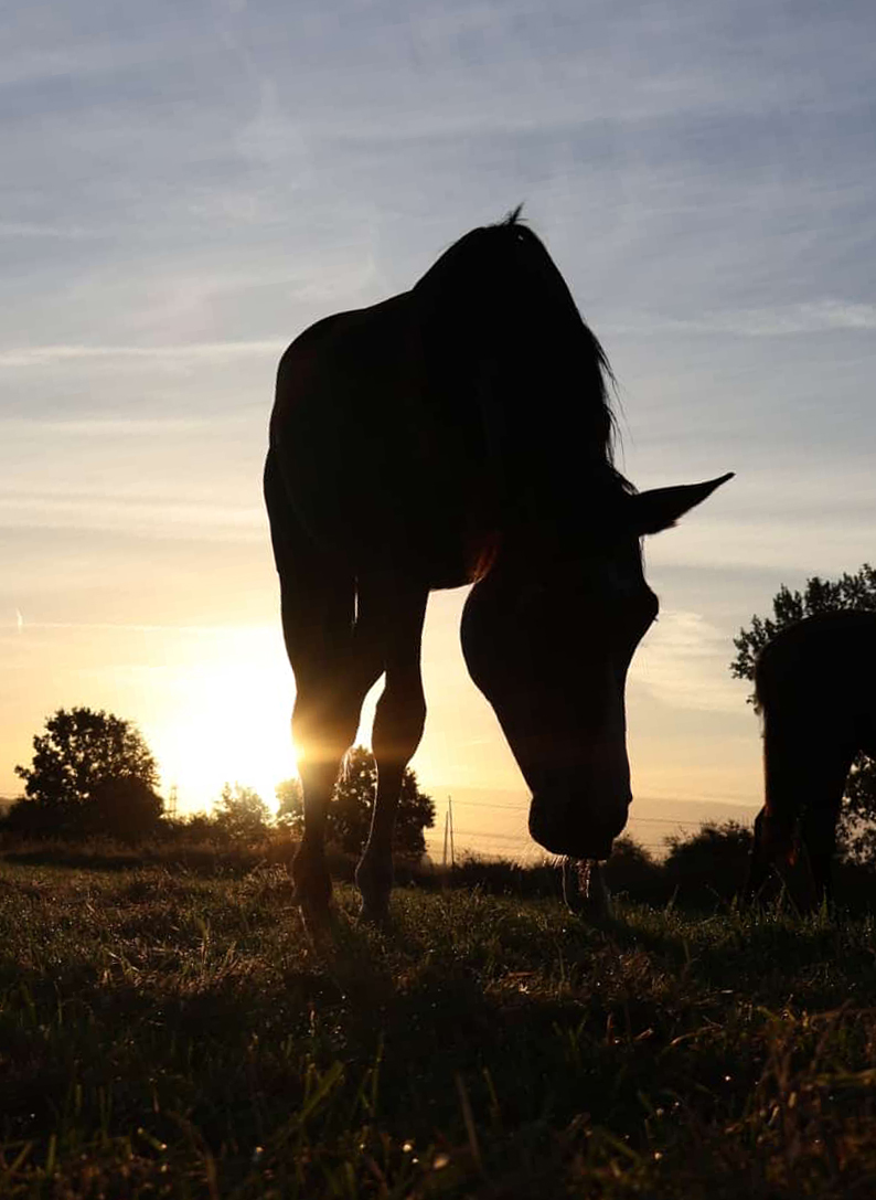 Auf der Stutenkoppel in Hmelschenburg am 14. September 2024 - Foto Sabine Beyer - Trakehner Gestt Hmelschenburg