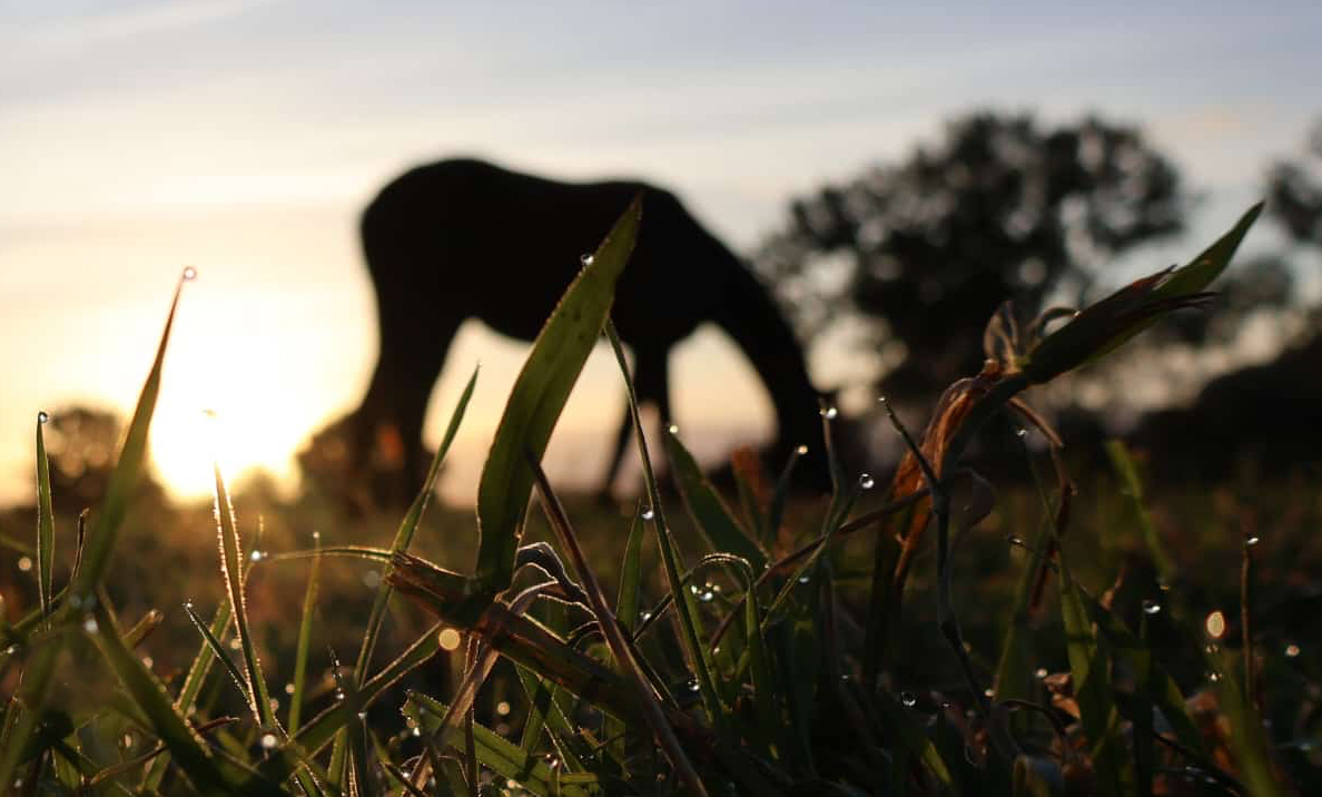 Auf der Stutenkoppel in Hmelschenburg am 14. September 2024 - Foto Sabine Beyer - Trakehner Gestt Hmelschenburg