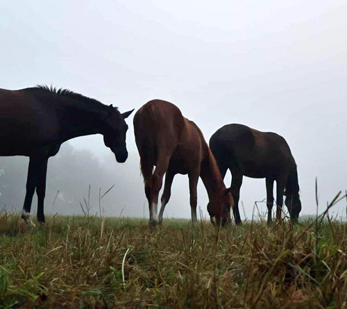 Morgens frh an der Emmer bei den Trakehnern - Foto: Sabine Beyer - Trakehner Gestt Hmelschenburg