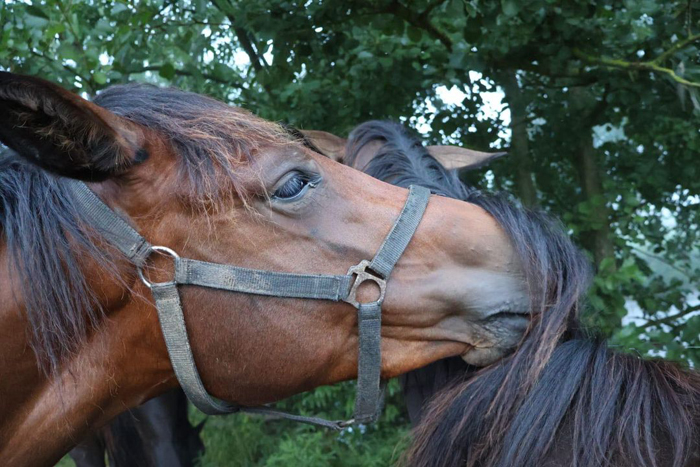 Morgens frh an der Emmer bei den Trakehnern - Foto: Sabine Beyer - Trakehner Gestt Hmelschenburg
