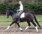 Prmienhengst Saint Cyr von Kostolany (4jhrig), Foto: Beate Langels Gestt Hmelschenburg