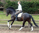 Prmienhengst Saint Cyr von Kostolany (4jhrig), Foto: Beate Langels Gestt Hmelschenburg